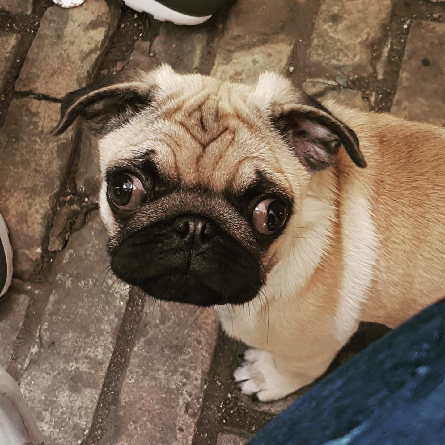 Žádné nové lajky ani followeři? Jak chcete! 😀 Řekli jste si o to sami! Dáme těžší kalibr. Co třeba #mops pro začátek?